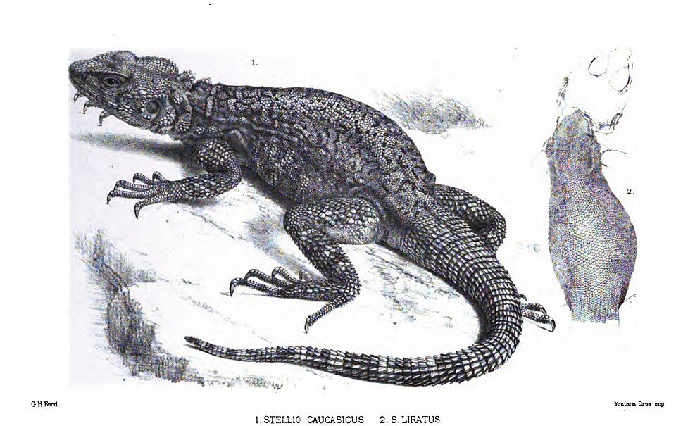 Fayl:StellioCaucasicus.jpg