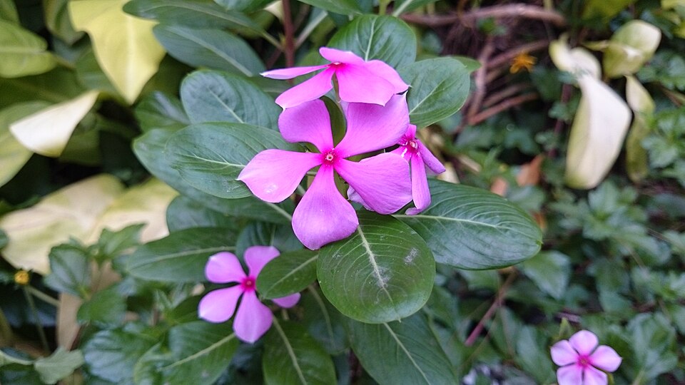 Fayl:Vinca Catharanthus roseus in Bangladesh.JPG