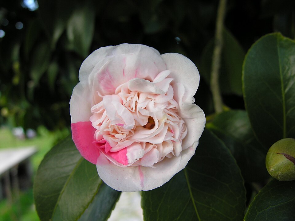 Fayl:02 Camelia.jpg