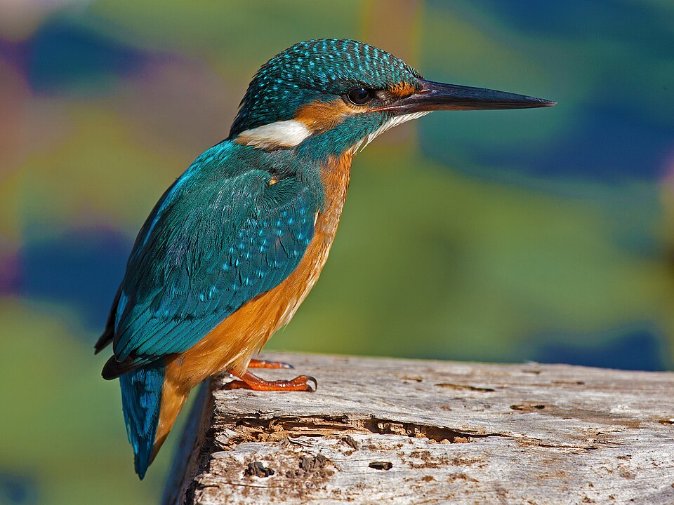 Fayl:Alcedo Atthis.jpg