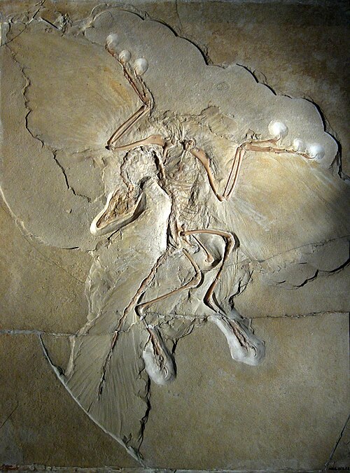 Fayl:Archaeopteryx lithographica (Berlin specimen).jpg