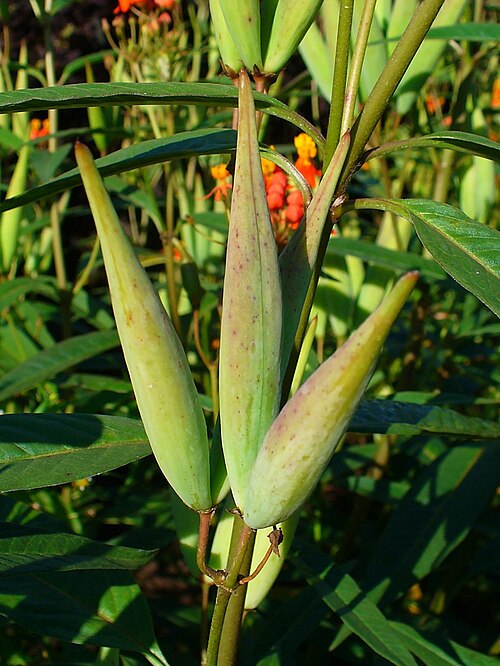 Fayl:Asclepias curassavica 002.JPG