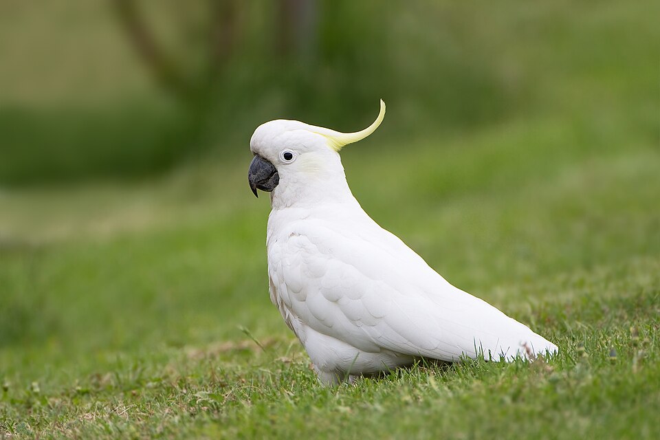 Fayl:Cacatua galerita Risdon.jpg