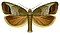 Tortricidae