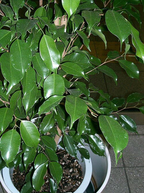 Fayl:Ficus benjamina2.jpg
