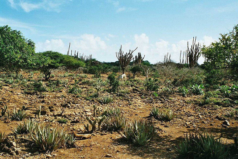 Fayl:Knuku Bonaire.jpg