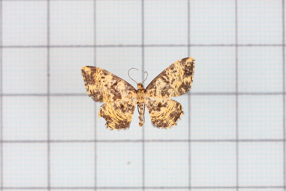 Fayl:Monocerotesa virgata.jpg