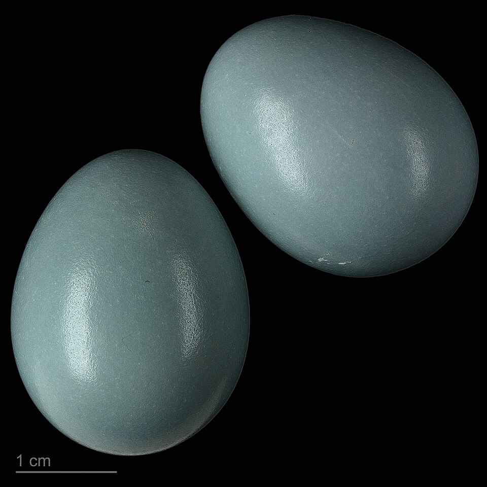 Fayl:Turdus migratorius MHNT.ZOO.2010.11.189.14.jpg
