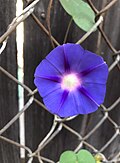 Binafsharang-koʻk I. purpurea