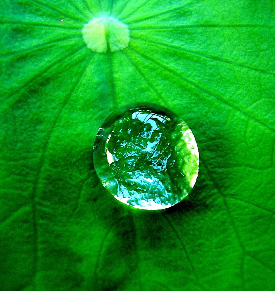 Fayl:Water drop on a leaf.jpg