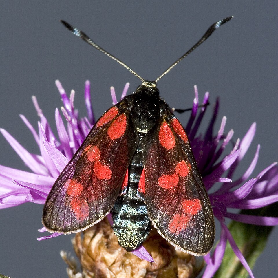 Fayl:Zygaena.filipendulae.7018.jpg