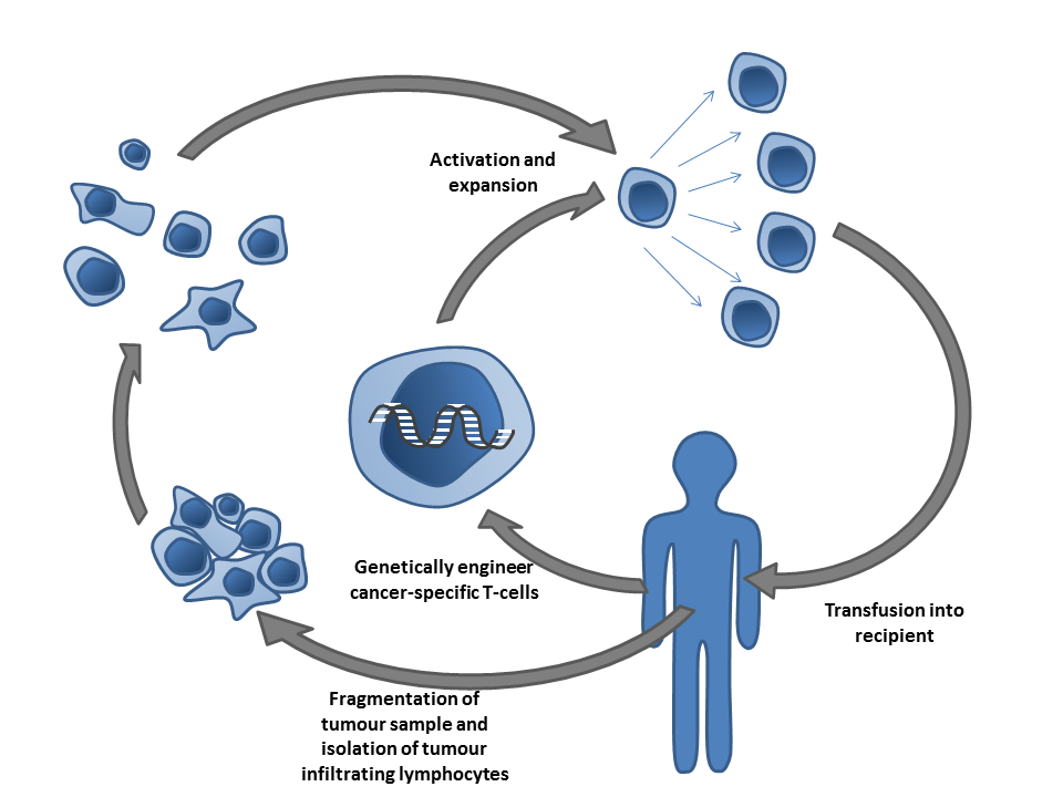 Fayl:Adoptive T-cell therapy.png