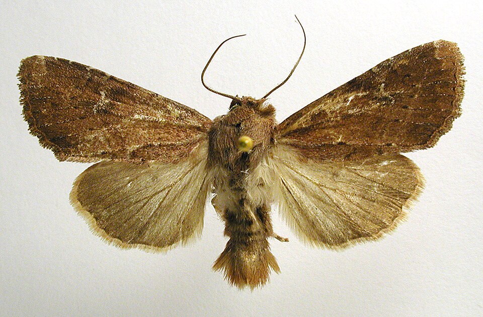Fayl:Apamea lateritia.jpg