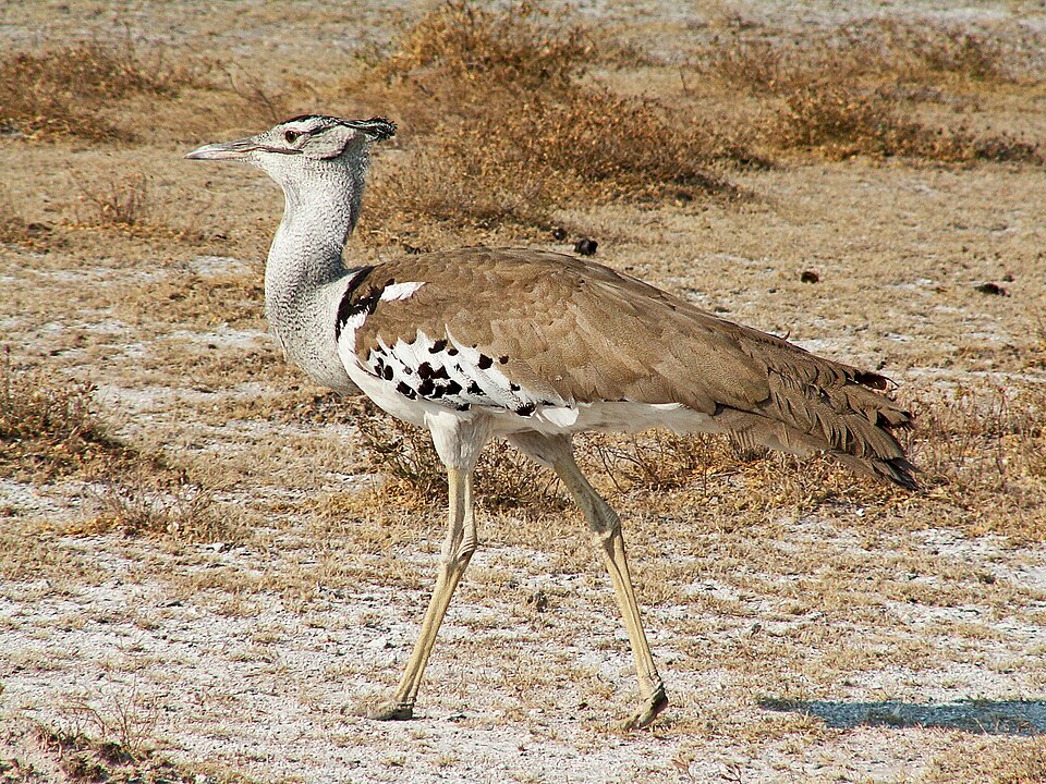 Fayl:Ardeotis kori Etosha.JPG