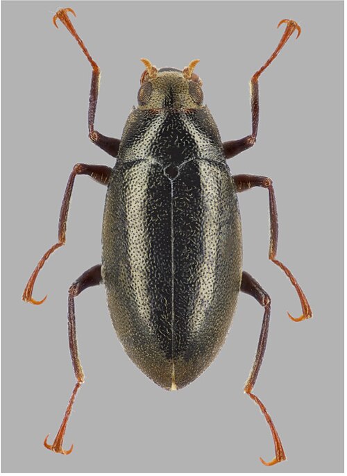 Fayl:Elmomorphus longitarsis.jpg