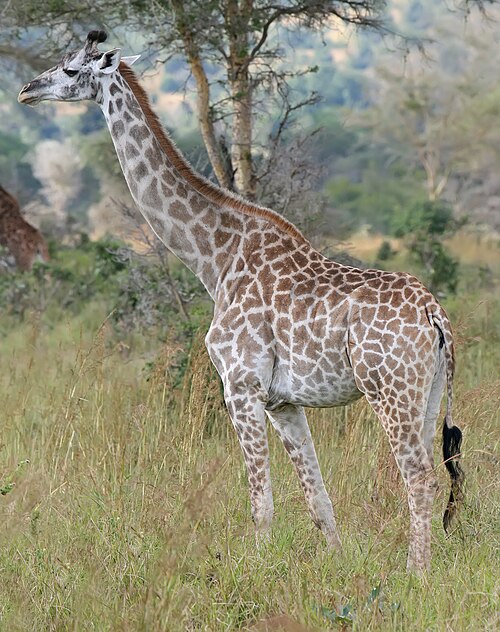 Fayl:Giraffe Mikumi National Park.jpg
