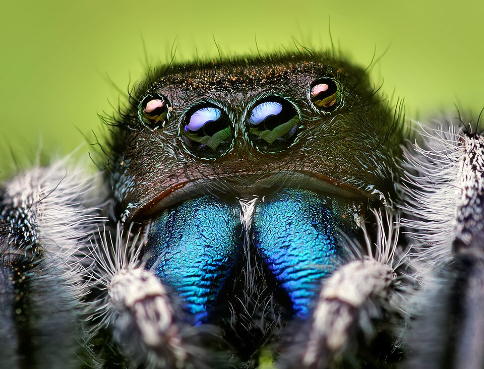 Fayl:Phidippus audax male.jpg