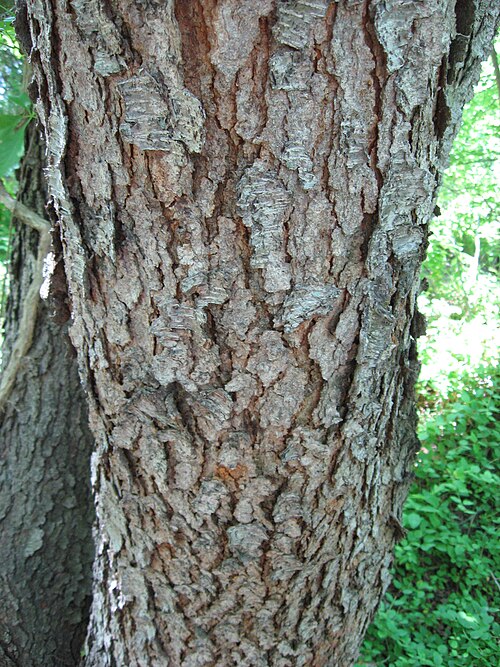 Fayl:PrunusSerotinaBark.jpg