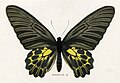 Ayol
