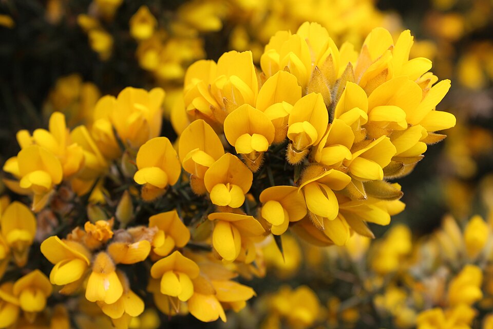Fayl:Ulex europaeus flowers.jpg
