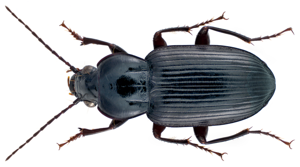 Fayl:Abacetus parallelus Roth, 1851 (13687783605).png