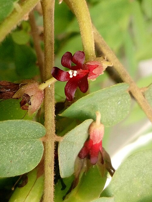 Fayl:Averrhoa bilimbi flower beegala.jpg