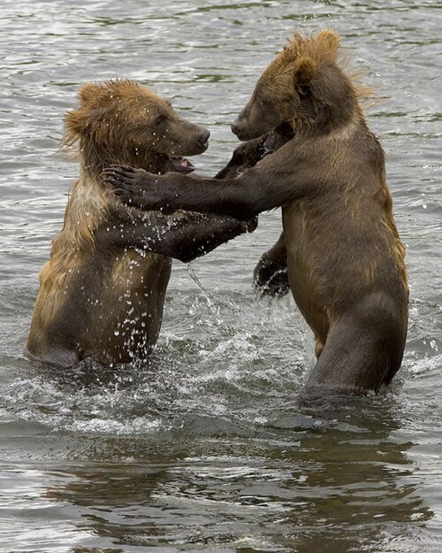 Fayl:Brown Bear Cubs.jpg
