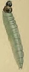 Caryocolum vicinella larchinkasi.