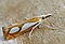 Catoptria