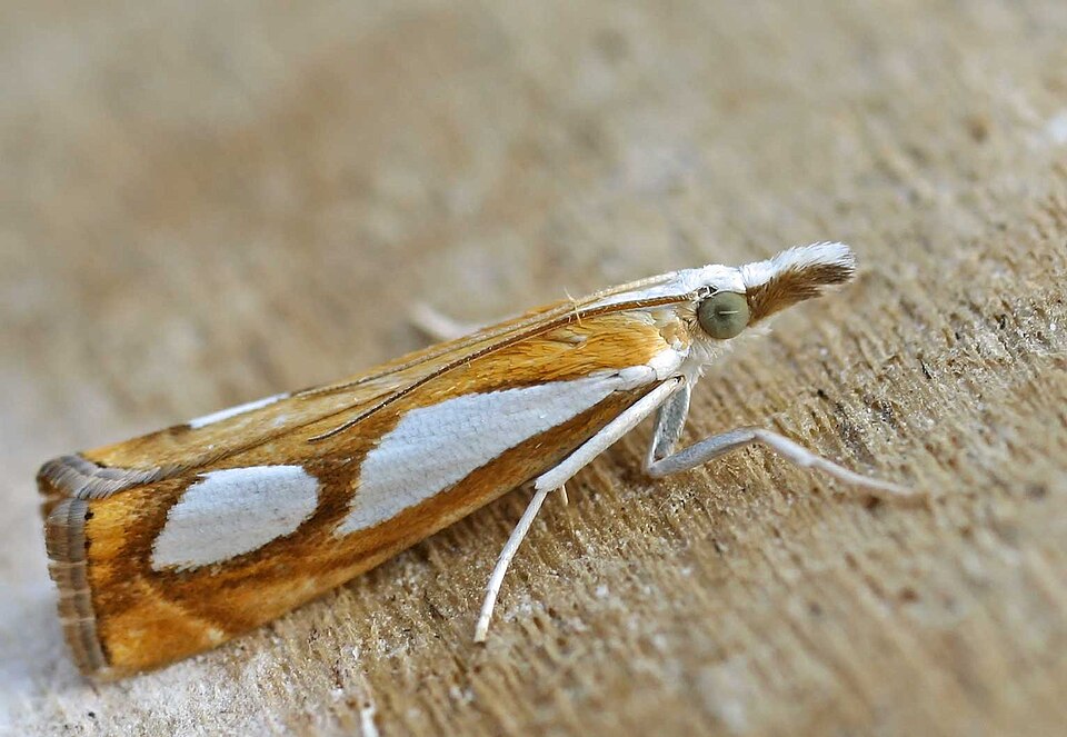 Fayl:Catoptria pinella01.jpg