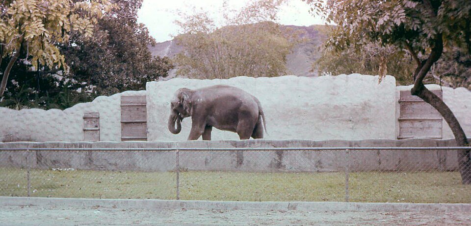 Fayl:Elephant Honolulu Zoo 1958.JPG
