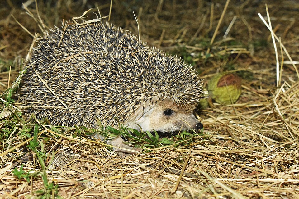 Fayl:Hemiechinus auritus 02.jpg