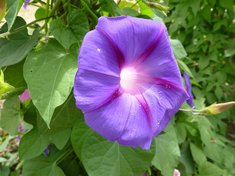 Fayl:Ipomoea purpurea (Convolvulaceae) flower 1.JPG