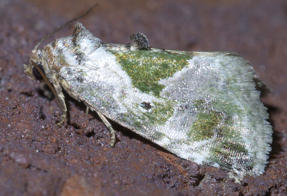 Fayl:Maliattha synochitis P1390343a.jpg
