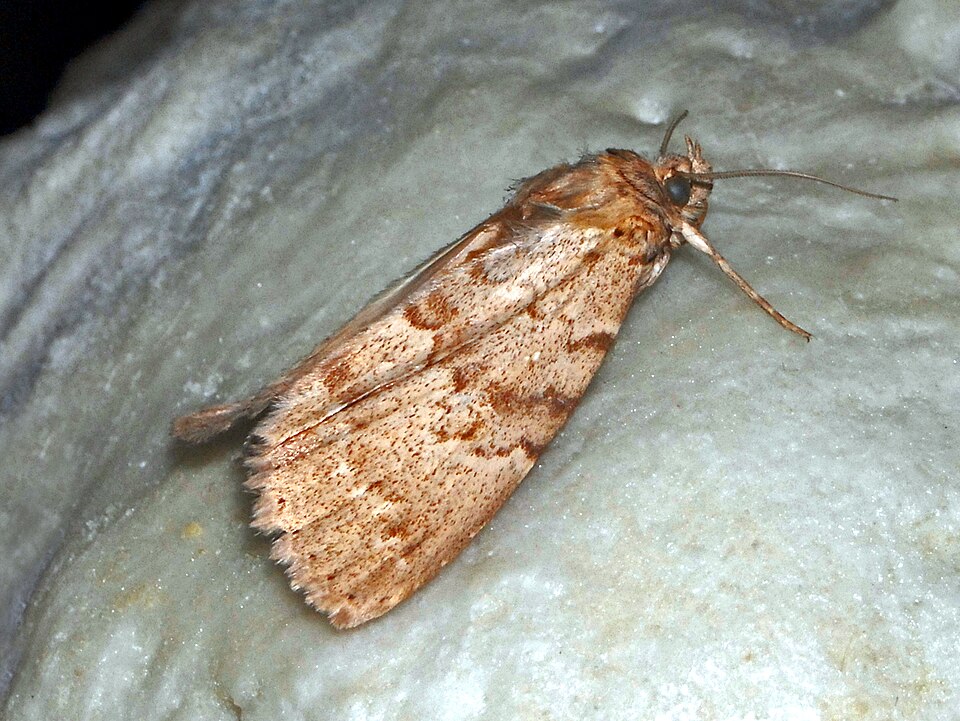 Fayl:Noctuidae - Apopestes spectrum.JPG