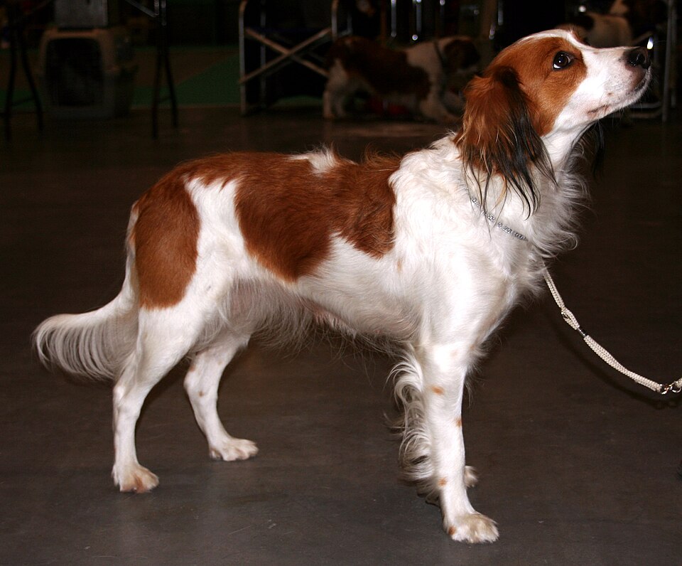 Fayl:Płochacz holenderski (kooikerhondje) 11.jpg