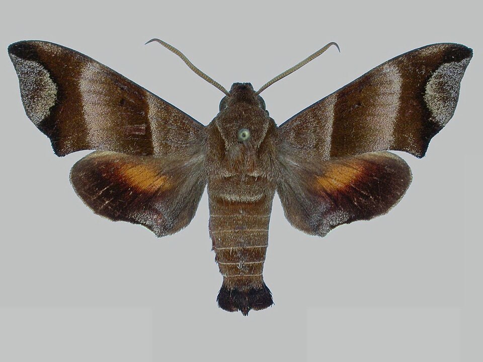 Fayl:Perigonia caryae BMNHE273126 male up.jpg