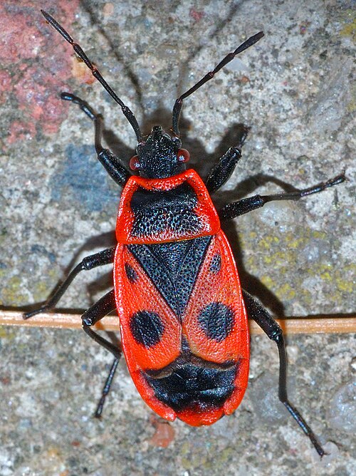 Fayl:Pyrrhocoris apterus (aka).jpg