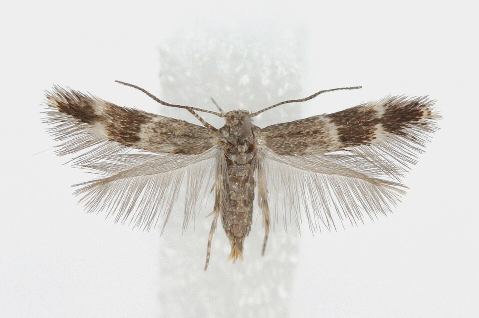 Fayl:Elachista exactella - female.jpg