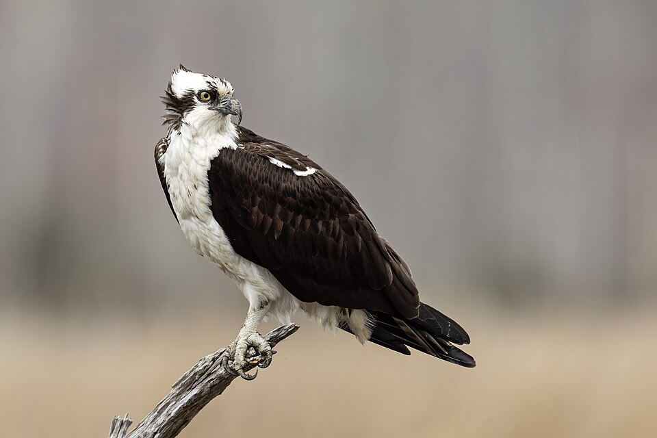 Fayl:Osprey Perched Snag Heislerville.jpg
