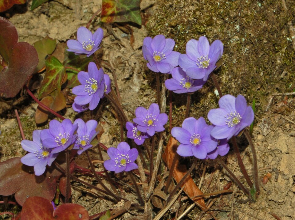 Fayl:Ranuncolaceae - Anemone hepatica-2.JPG