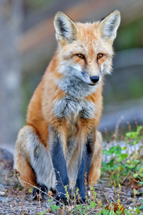 Fayl:Red fox.jpg