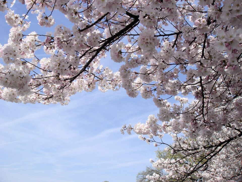 Fayl:Washington D.C. Cherry Blossoms.jpg