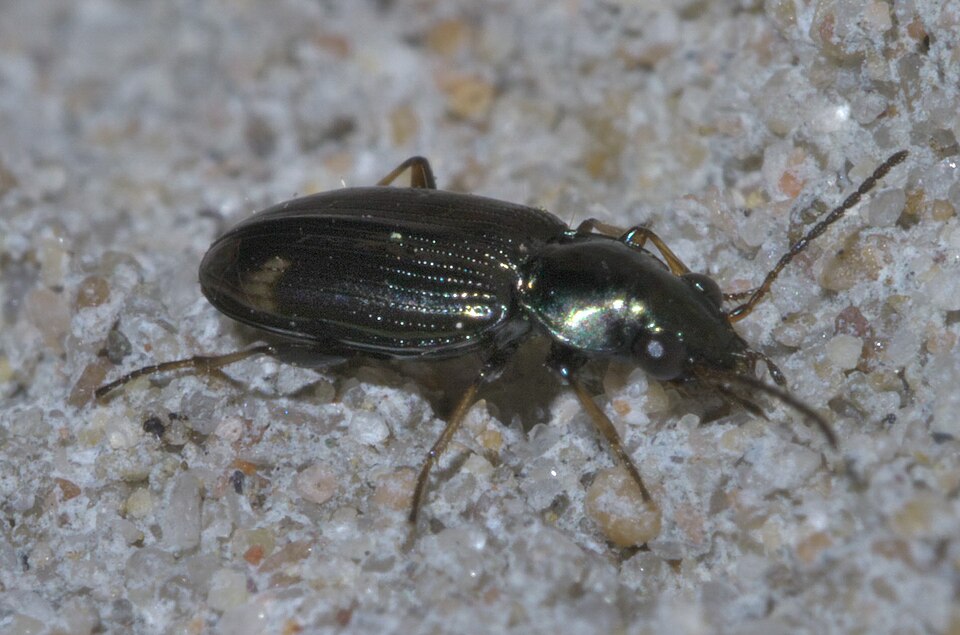 Fayl:Bembidion rapidum P1600357a.jpg