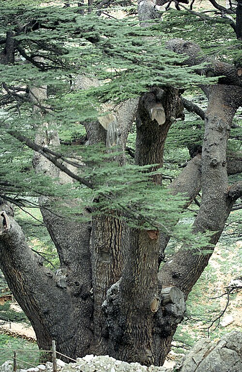 Fayl:Cedars10(js).jpg