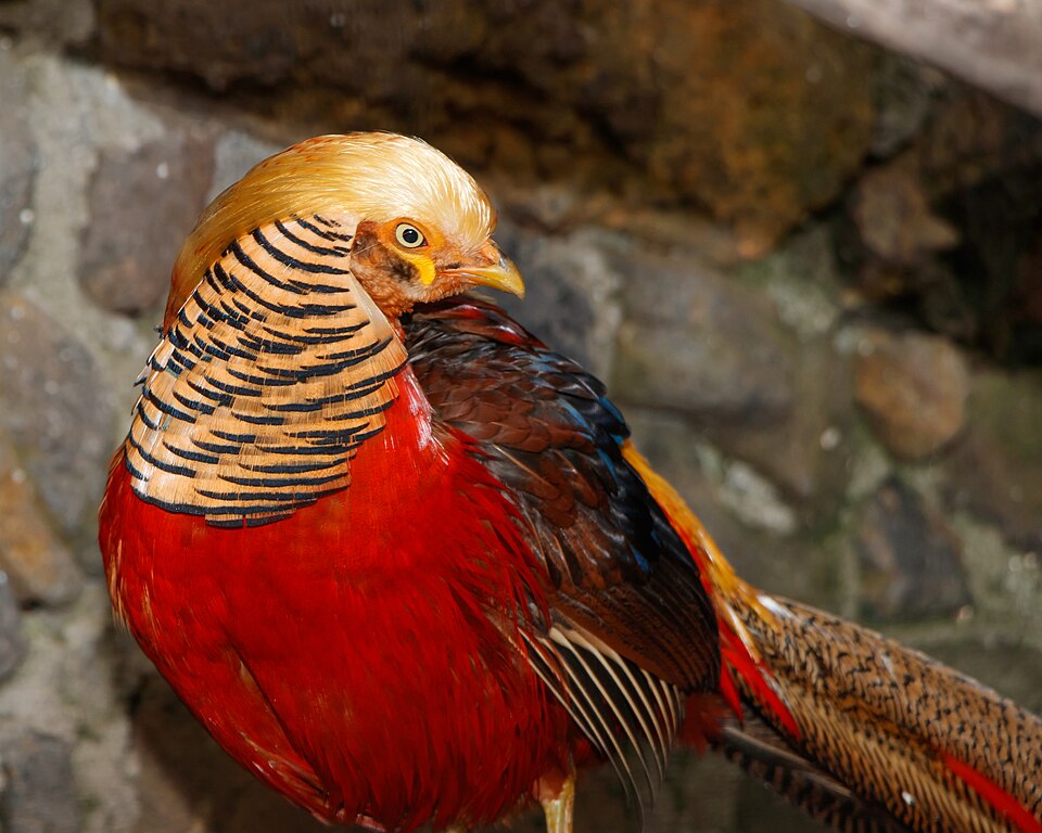 Fayl:Chrysolophus pictus - Maroparque 01.jpg