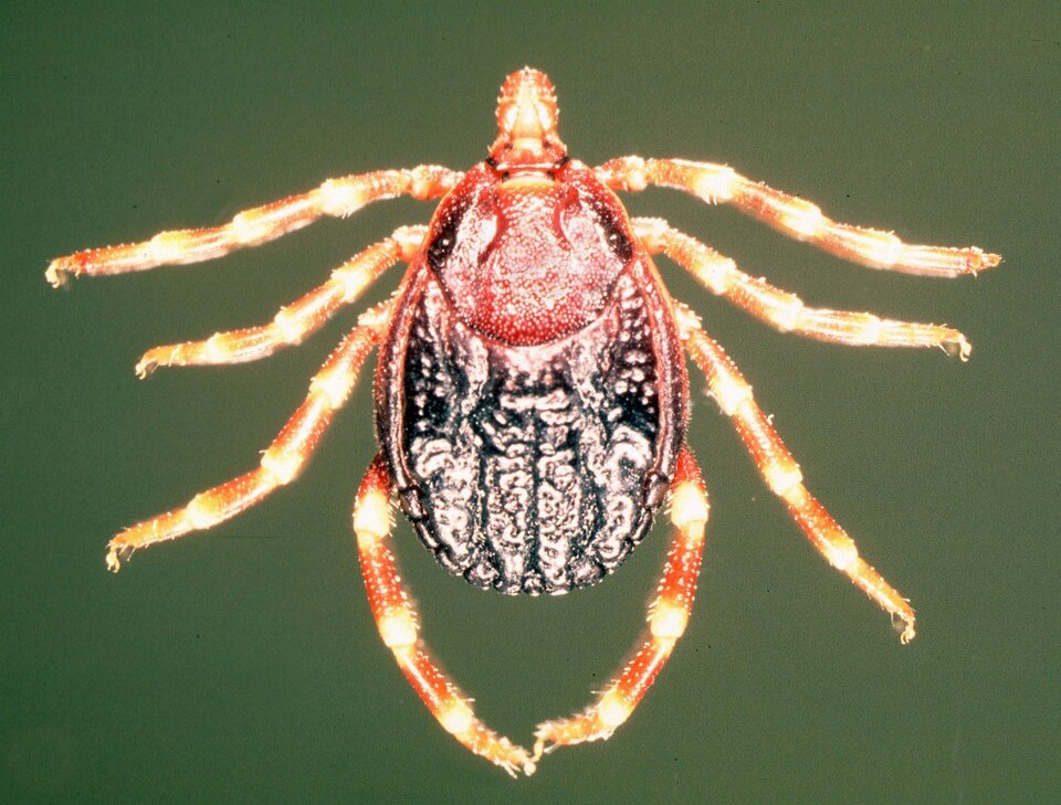 Fayl:Hyalomma-m-rufipes.jpg