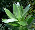 New growth detail