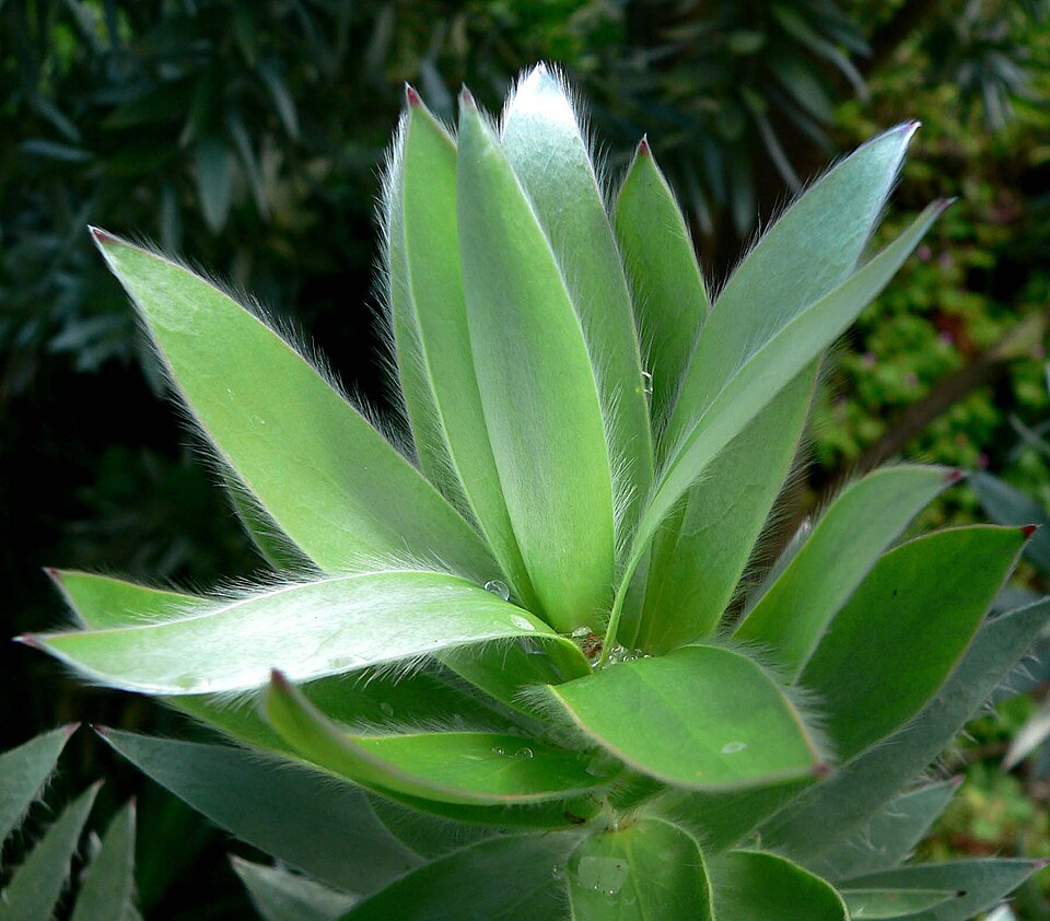 Fayl:Leucadendron argenteum 4.jpg