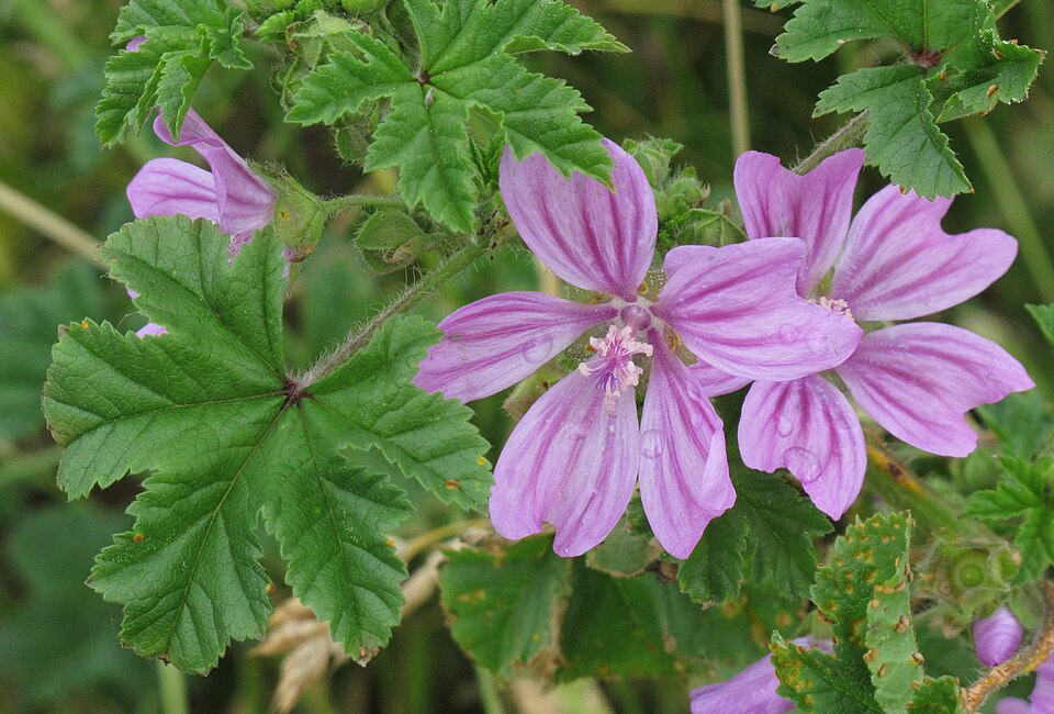 Fayl:Malva sylvestris 2 RF.jpg